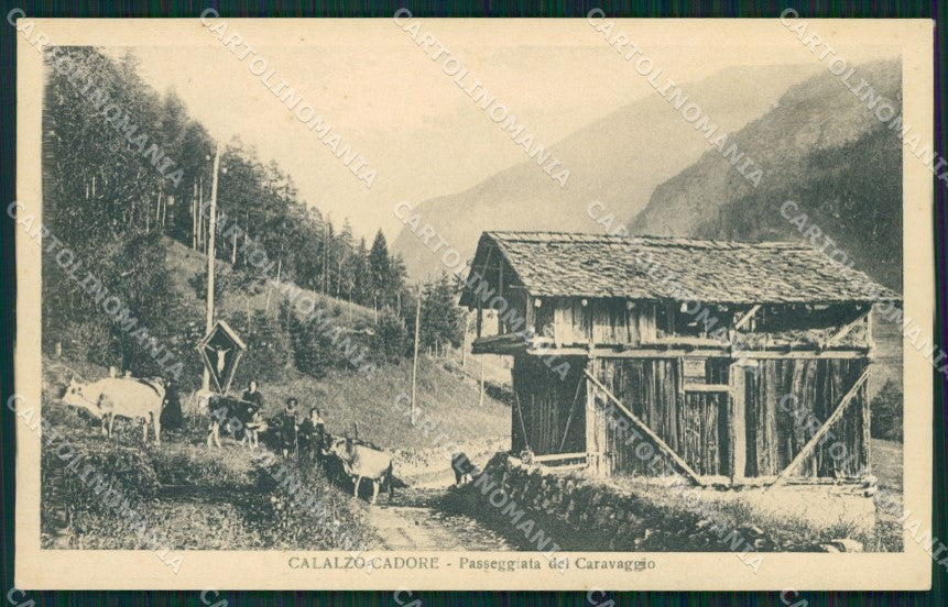 Belluno Calalzo di Cadore Mucche cartolina QT1197 – fronte