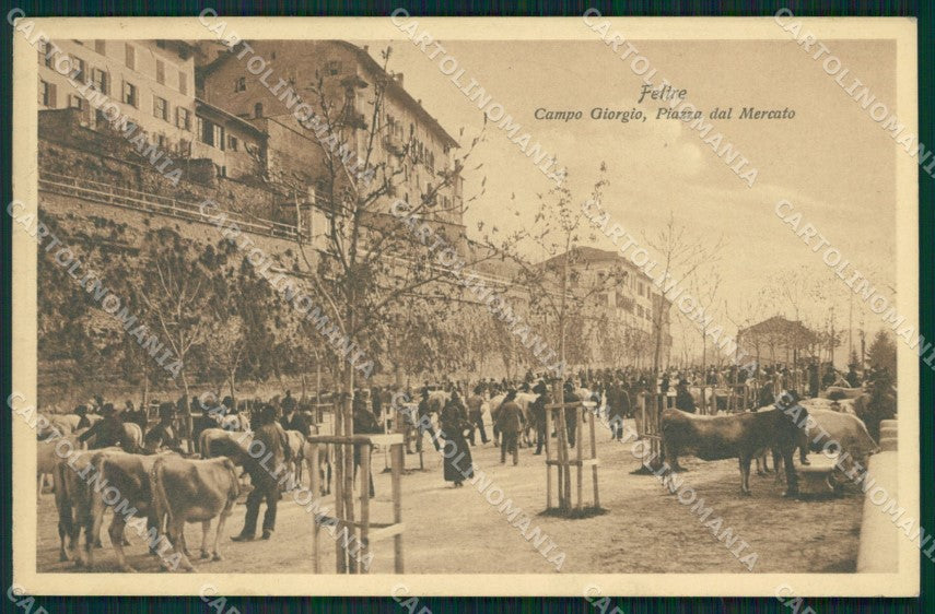 Belluno Feltre Campogiorgio Mercato Bovino cartolina QT1284 – fronte