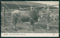 Roma Città Toro dell'Agro Pontino NPG Foto cartolina QT1934 – fronte