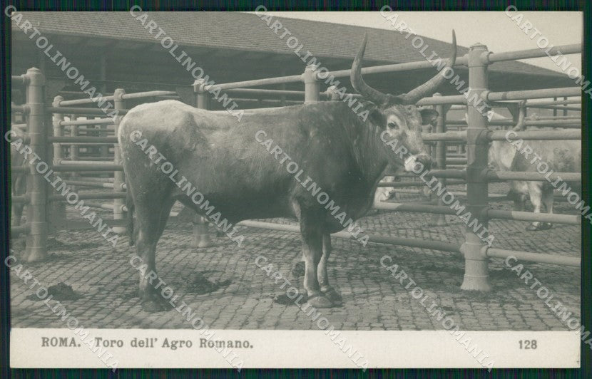 Roma Città Toro dell'Agro Pontino NPG Foto cartolina QT1934 – fronte