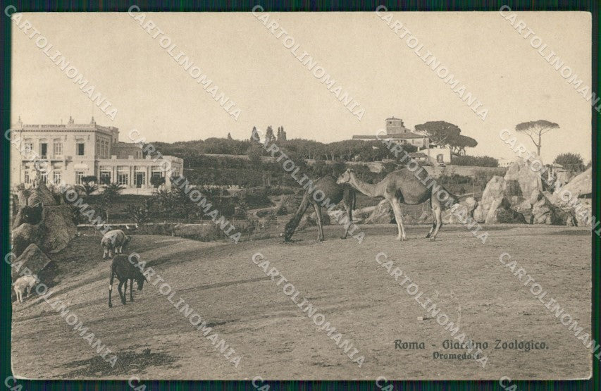 Roma Città Zoo cartolina QT2019 – fronte