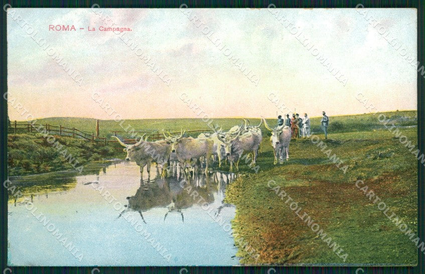 Roma Città Campagna Romana Buoi cartolina QT2252 – fronte
