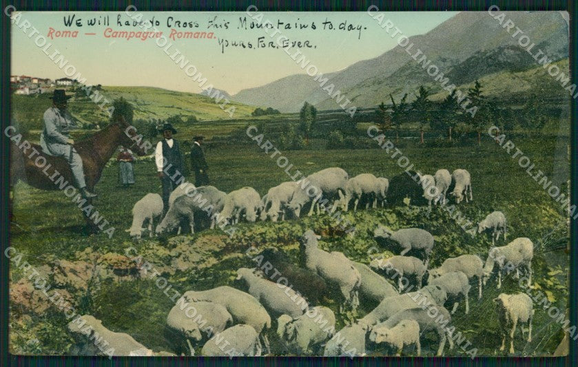 Roma Città Campagna Romana Pecore Gregge PIEGHE Foto cartolina QT2274 – fronte