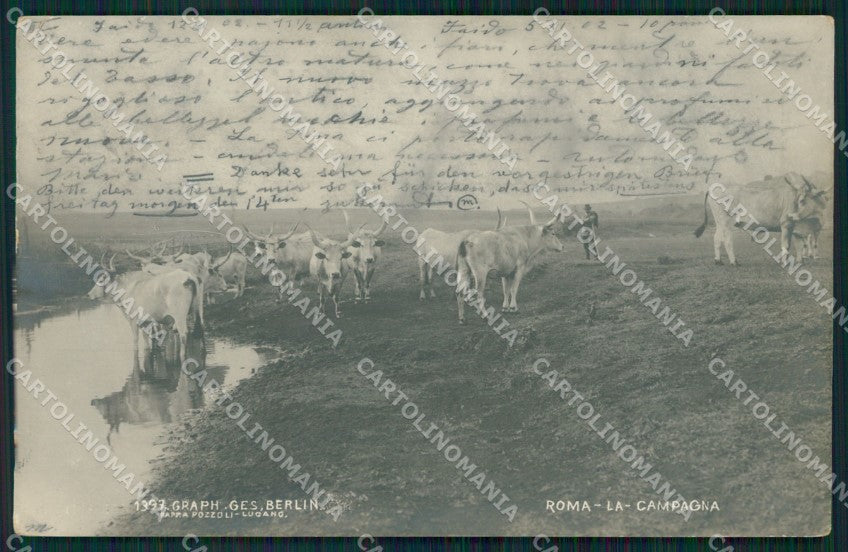 Roma Città Campagna Romana Buoi Foto cartolina QT2298 – fronte