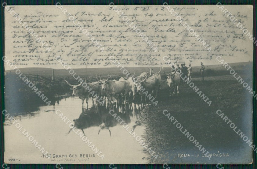 Roma Città Campagna Romana Buoi Foto cartolina QT2299 – fronte