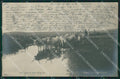 Roma Città Campagna Romana Buoi Foto cartolina QT2299 – fronte