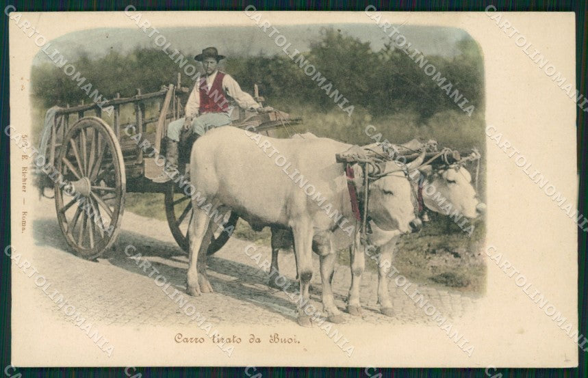 Roma Città Campagna Romana Buoi cartolina QT2309 – fronte