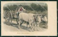 Roma Città Campagna Romana Buoi cartolina QT2309 – fronte