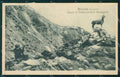 Belluno Auronzo di Cadore Camoscio cartolina QT3769 – fronte