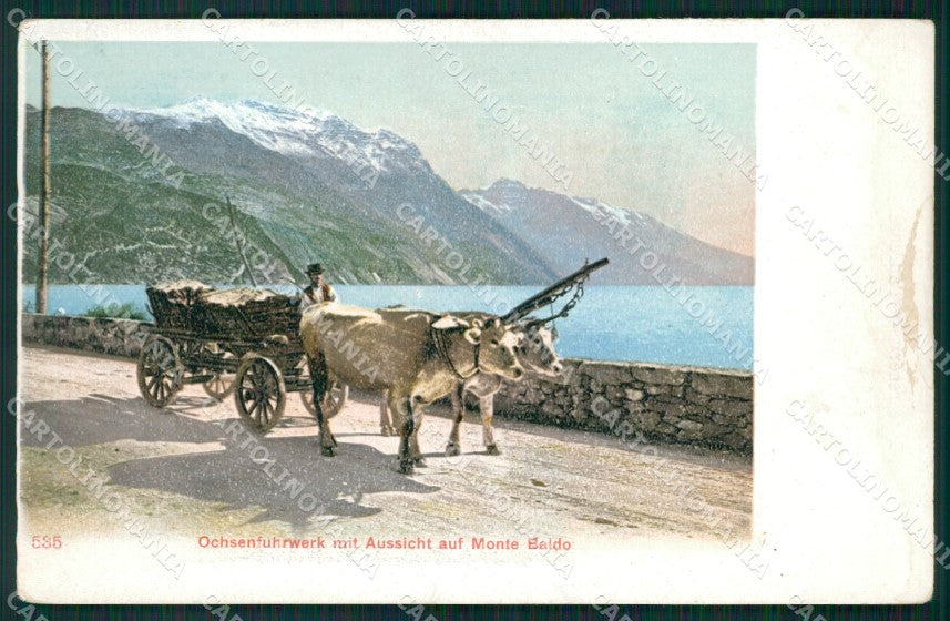 Trento Lago di Garda Strada del Ponale Buoi ABRASA cartolina QT4254 – fronte