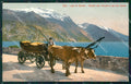 Trento Lago di Garda Strada del Ponale Buoi cartolina QT4255 – fronte
