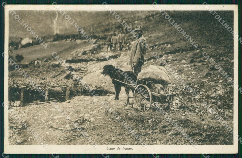 Trento ? Cane da Traino War Dog Militari cartolina QT4279 – fronte