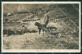 Trento ? Cane da Traino War Dog Militari cartolina QT4279 – fronte
