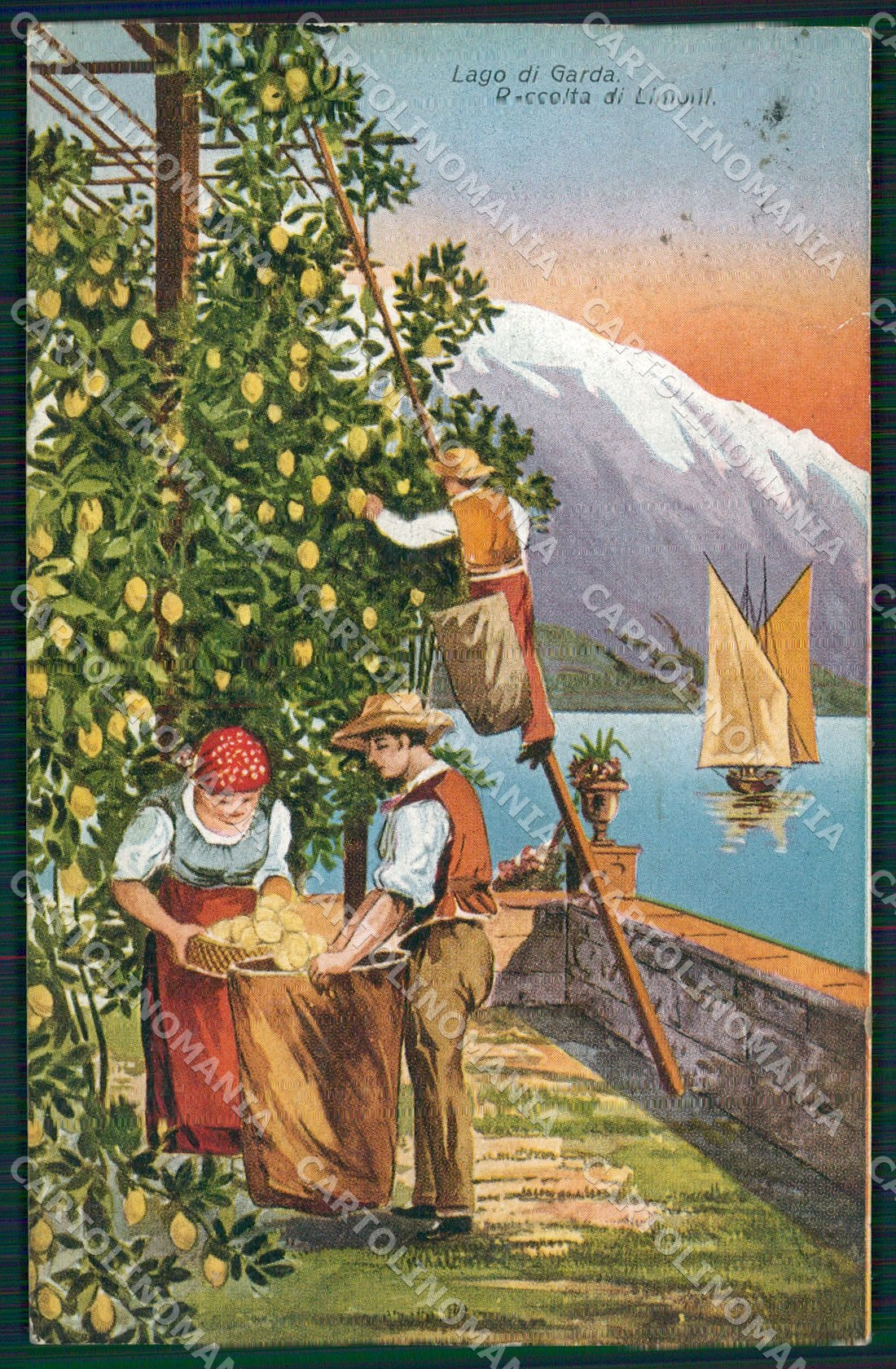 Verona Lago di Garda Raccolta Limoni cartolina QT4621 – fronte