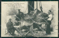 Ancona Castelfidardo Monumento cartolina QT4912 – fronte