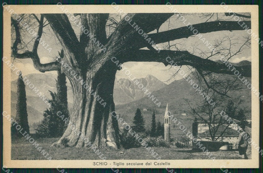 Vicenza Schio Tiglio Secolare cartolina QT4983 – fronte