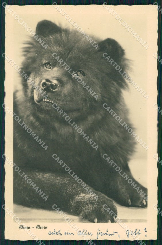 Chow Chow dog Photo CREASES postcard cartolina QT5939 – fronte