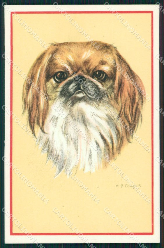 Pekingese dog Cooper postcard cartolina QT5940 – fronte