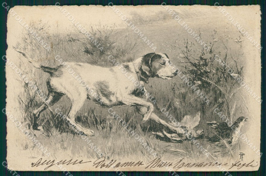 Hunting dog P F postcard cartolina QT5948 – fronte
