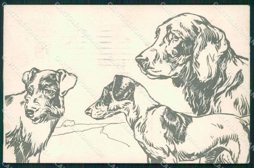 Hunting dog Setter postcard cartolina QT5965 – fronte