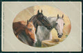 Horses Reichert postcard cartolina QT5988 – fronte
