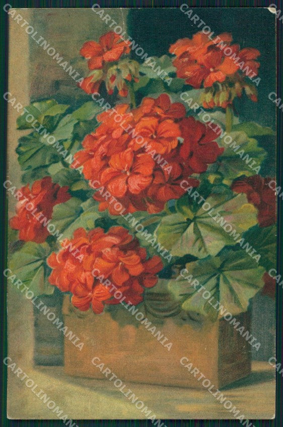 Geranium Flowers postcard cartolina QT5995 – fronte