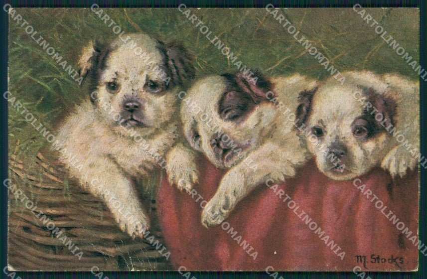 Dog puppy Stocks postcard cartolina QT6133 – fronte