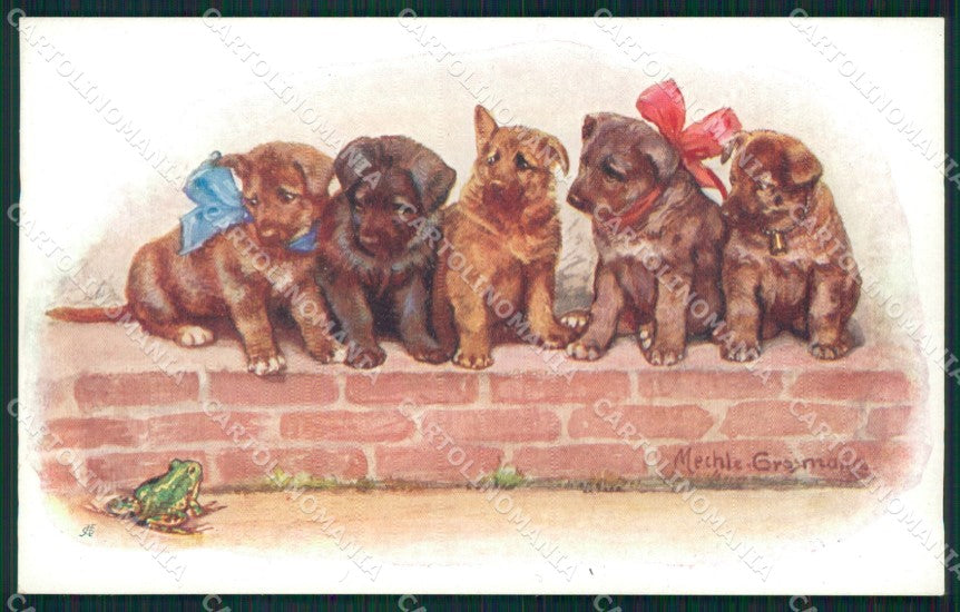 German Shepherd puppy Frog Grosmann B K W postcard cartolina QT6139 – fronte