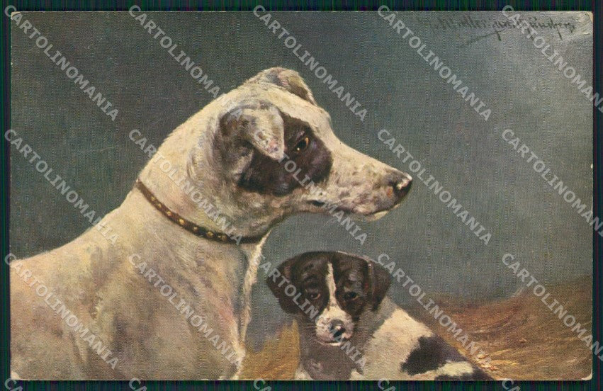 Jack Russell Terrier dog CREASED postcard cartolina QT6146 – fronte