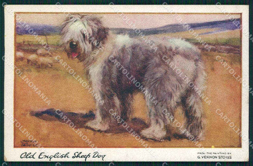 Old English Sheep Dog Bobtail Vernon Stokes postcard cartolina QT6149 – fronte