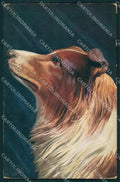 Collie dog Raphael Tuck postcard cartolina QT6151 – fronte