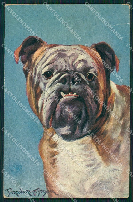 Bulldog dog Donadini CREASES postcard cartolina QT6154 – fronte