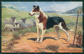 Collie dog Scotch Collies Drummond Tuck Oilette serie 9560 postcard QT6803 – fronte