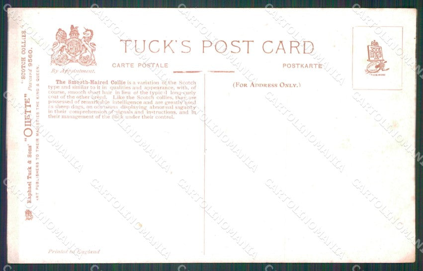 Collie dog Scotch Collies Drummond Tuck Oilette serie 9560 postcard QT6803 – retro