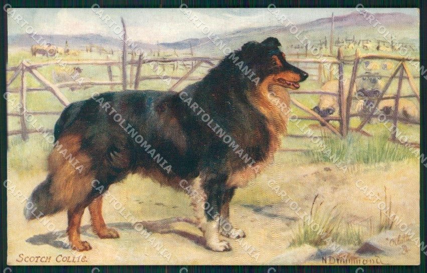 Collie dog Scotch Collies Drummond Tuck Oilette serie 9560 postcard QT6805 – fronte