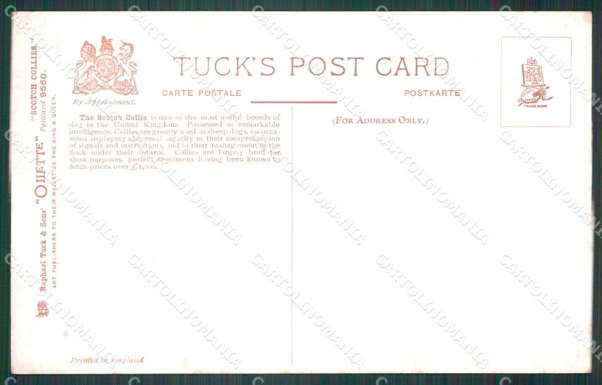 Collie dog Scotch Collies Drummond Tuck Oilette serie 9560 postcard QT6805 – retro