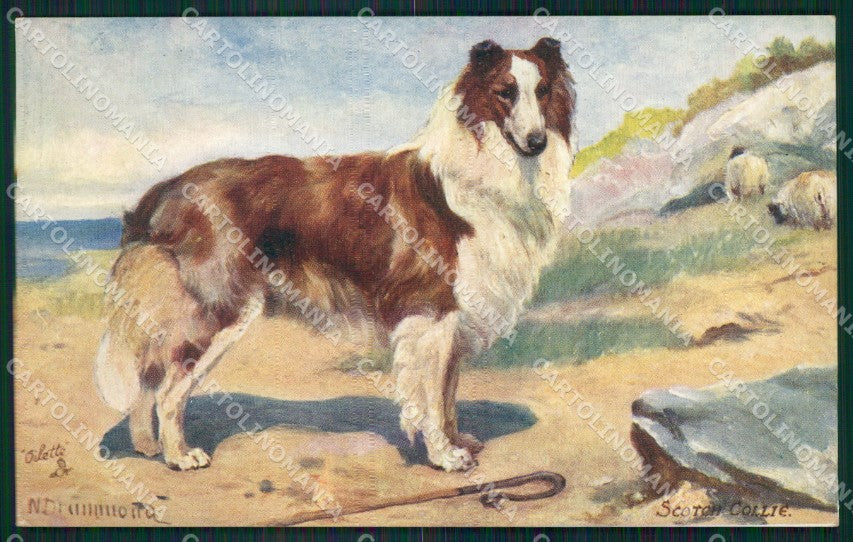 Collie dog Scotch Collies Drummond Tuck Oilette serie 9560 postcard QT6807 – fronte