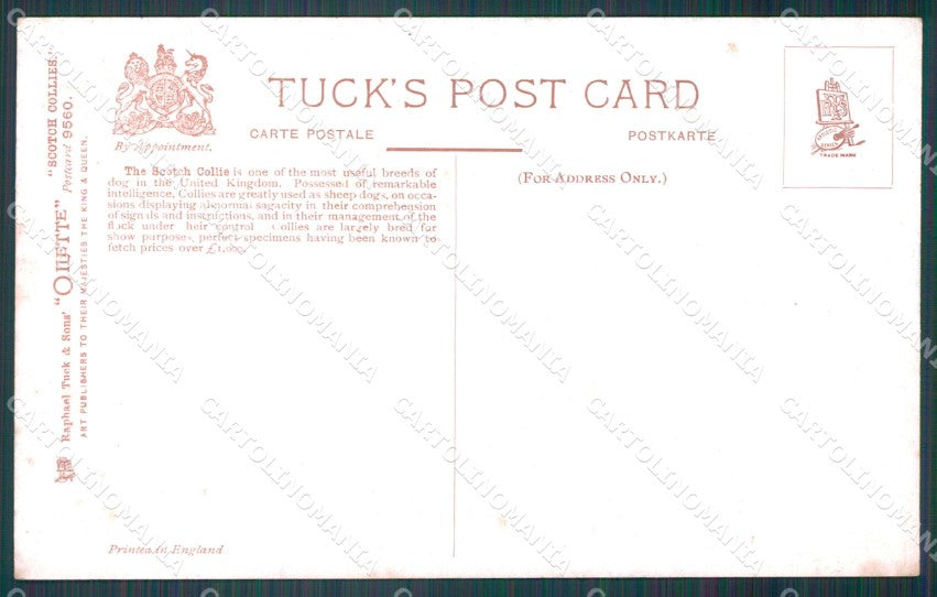 Collie dog Scotch Collies Drummond Tuck Oilette serie 9560 postcard QT6807 – retro