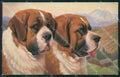 Saint Bernard dog postcard cartolina QT6808 – fronte