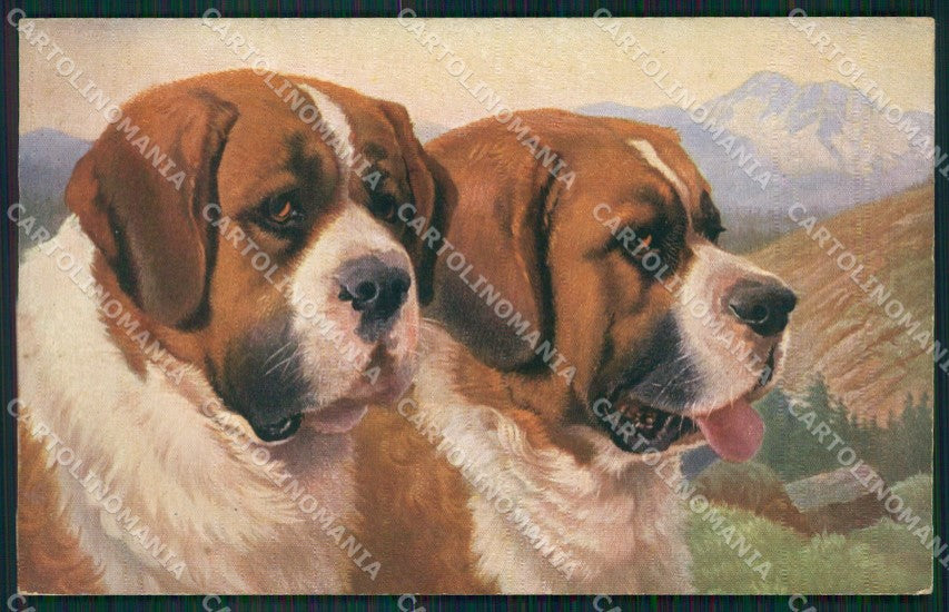Saint Bernard dog postcard cartolina QT6808 – fronte
