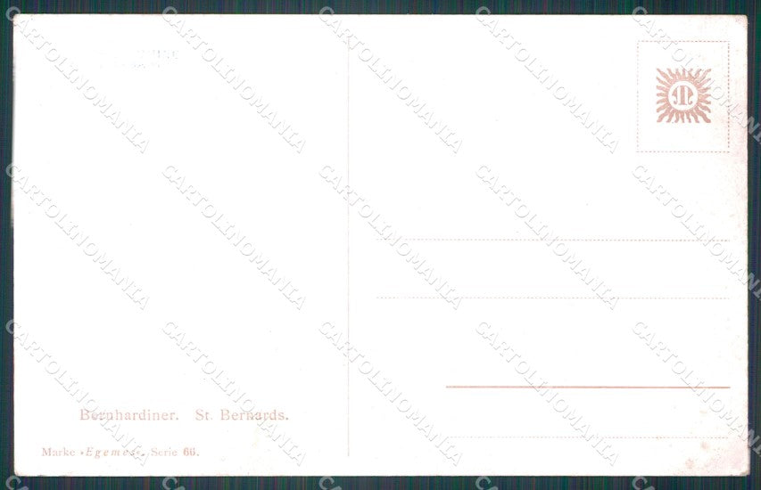 Saint Bernard dog postcard cartolina QT6808 – retro