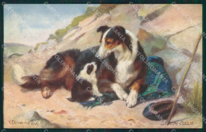 Collie dog Scotch Collies Drummond Tuck Oilette serie 9560 postcard QT6811 – fronte