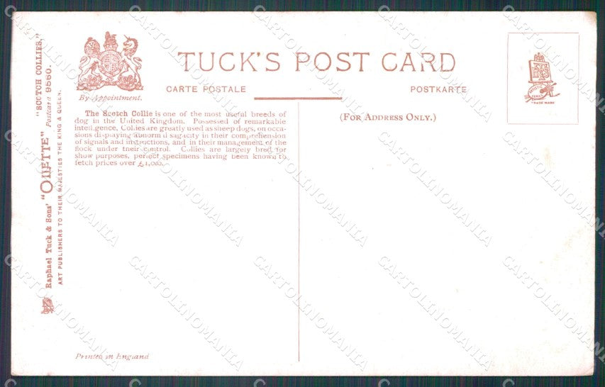 Collie dog Scotch Collies Drummond Tuck Oilette serie 9560 postcard QT6811 – retro