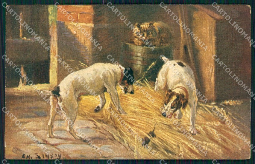 Fox Terriers dog Cat Mouse Samsoy postcard cartolina QT6812 – fronte