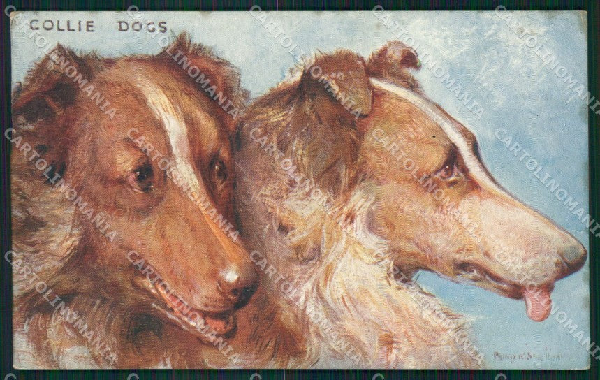 Collie dog Scotch Collies Tuck Oilette serie 9534 postcard cartolina QT6813 – fronte