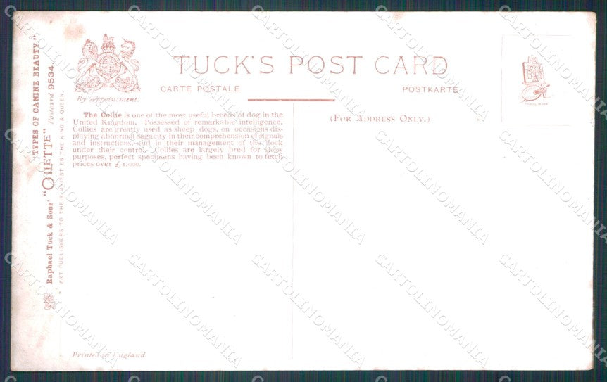 Collie dog Scotch Collies Tuck Oilette serie 9534 postcard cartolina QT6813 – retro