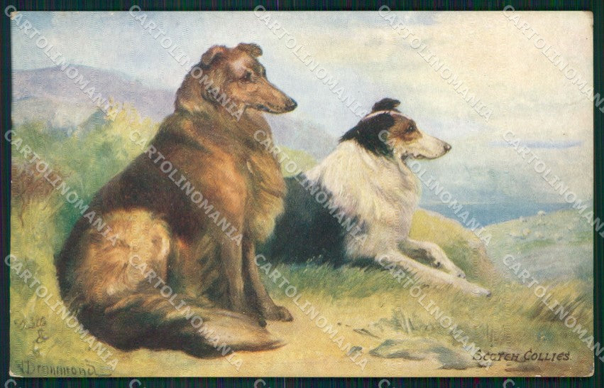 Collie dog Scotch Collies Drummond Tuck Oilette serie 9560 postcard QT6815 – fronte