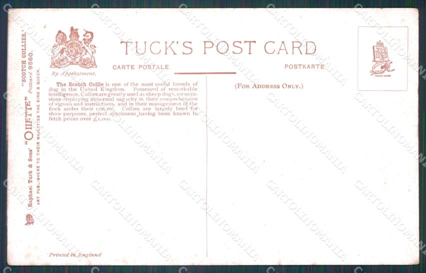 Collie dog Scotch Collies Drummond Tuck Oilette serie 9560 postcard QT6815 – retro