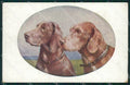 Bracco Kurzhaar Dog by Reichert MM 1219 postcard cartolina QT6976 – fronte