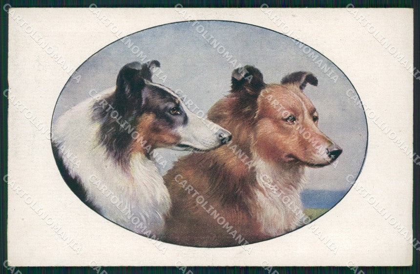 Collie dog Scotch Collies by Reichert MM 1219 postcard cartolina QT6977 – fronte